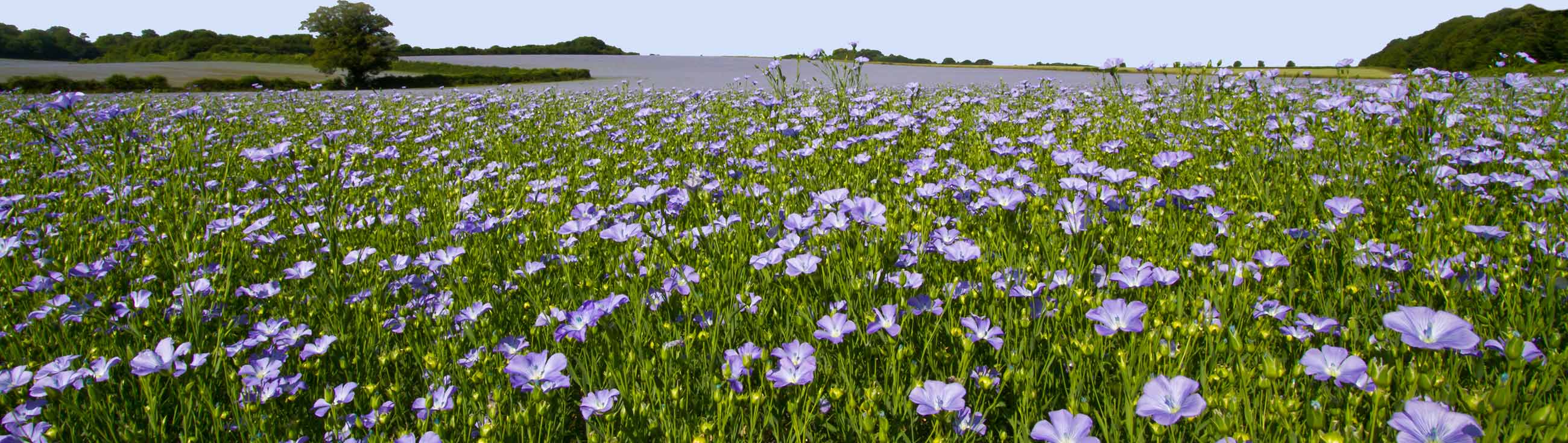 Lasure intérieure 261  LEINOS Naturfarben - Öle und Farben - von NATUR aus  GUT